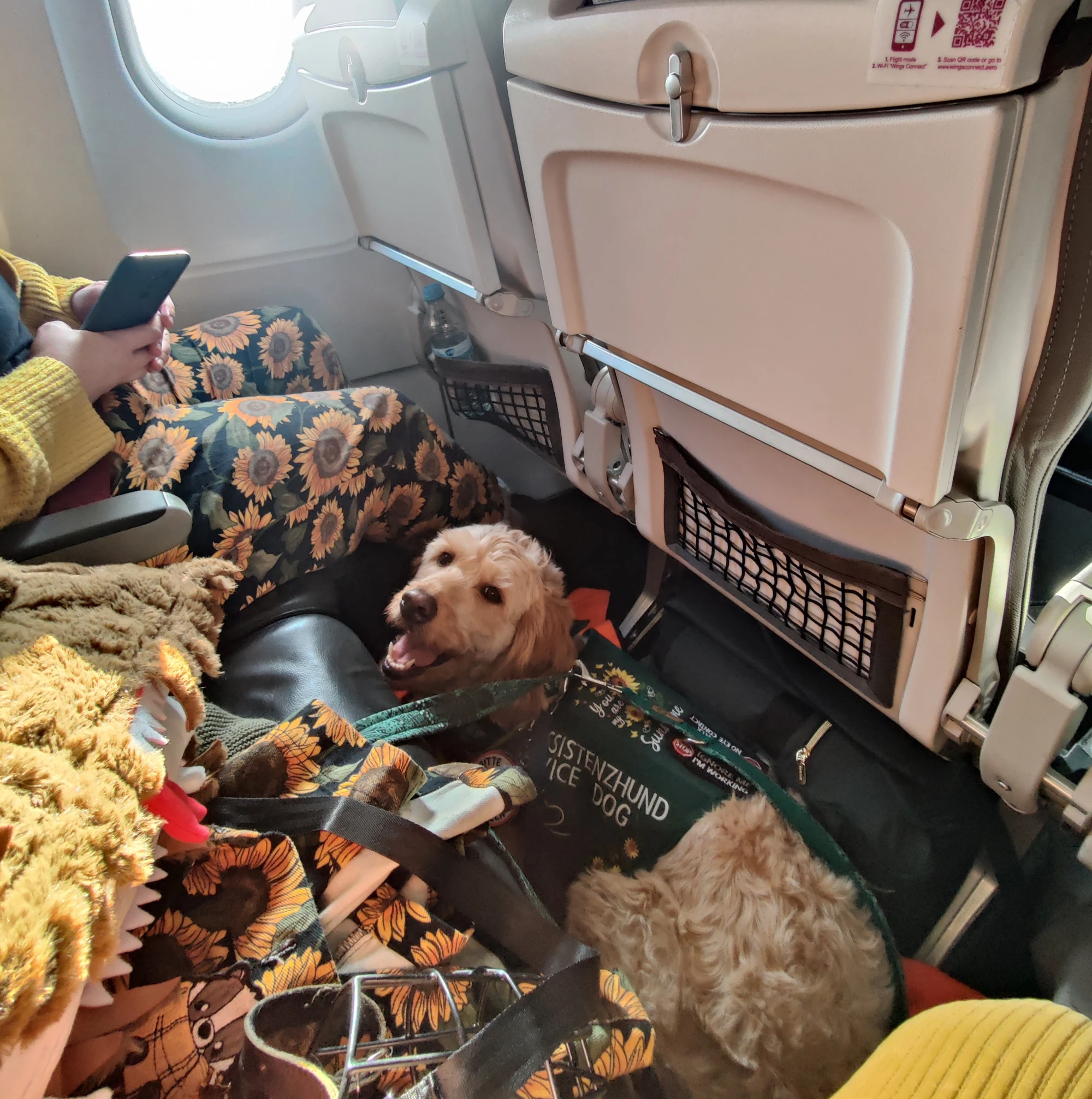 Einsatzbild: Assistenzhund Mina begleitet ihre Halterin in einen Rettungswagen