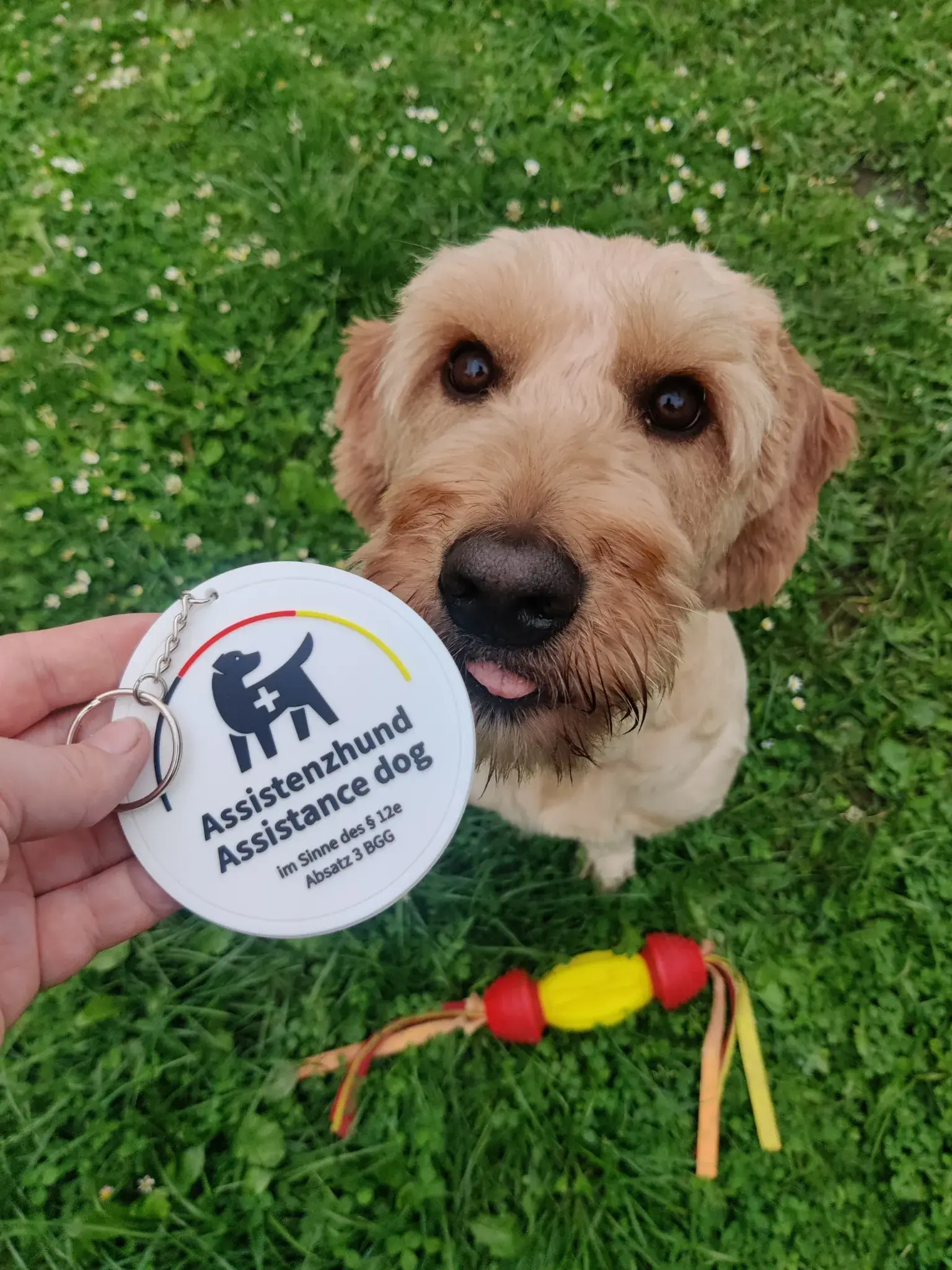 Assistenzhunde info Mina erklärt mit offizieller Plakette nach §12e BGG am Geschirr